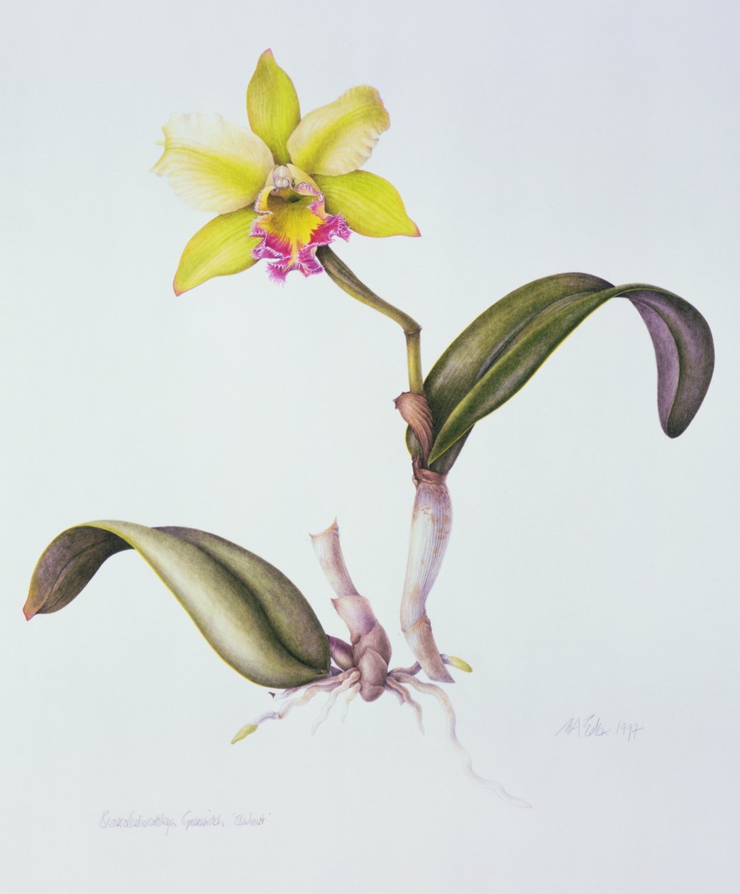 Brassolaeliocattleya Greenwich, Elmhurst by Margaret Ann Eden