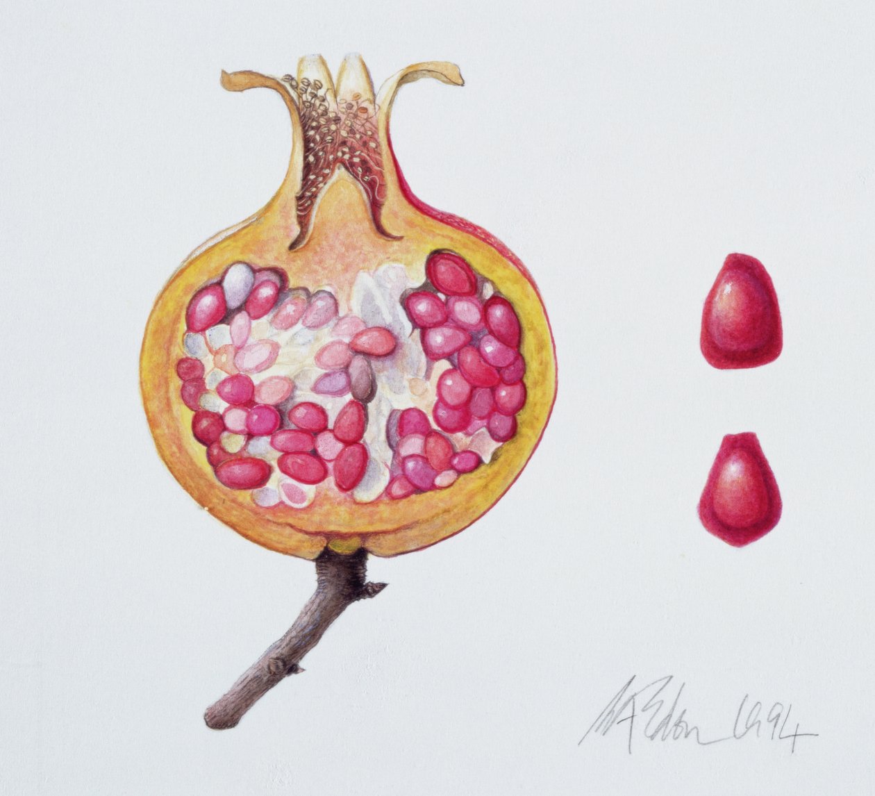 Cut Pomegranate by Margaret Ann Eden