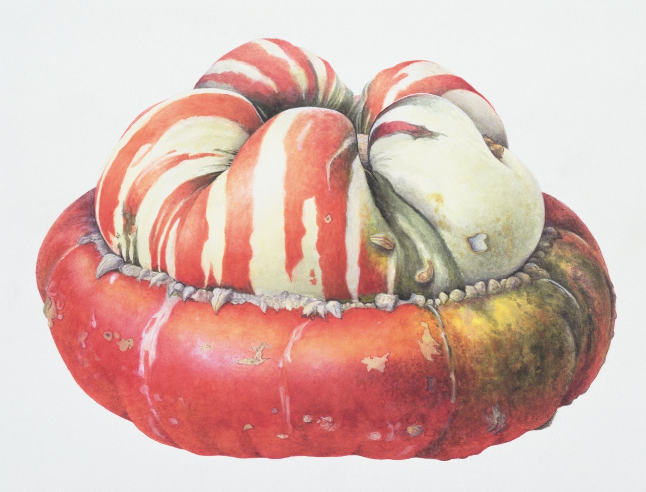 Turks Turban Squash by Margaret Ann Eden