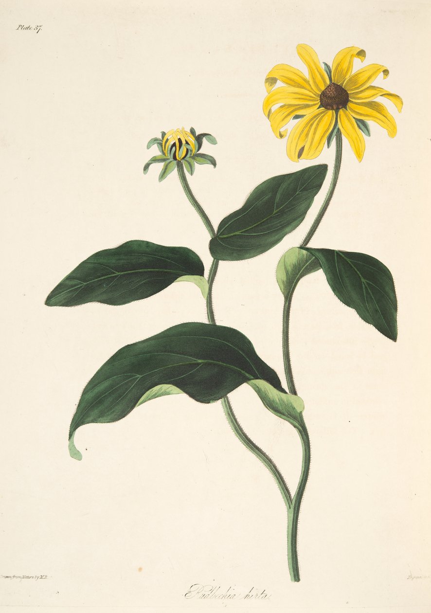 Black Eyed Susan, from Floral Illustrations of the Seasons by Margaret Roscoe