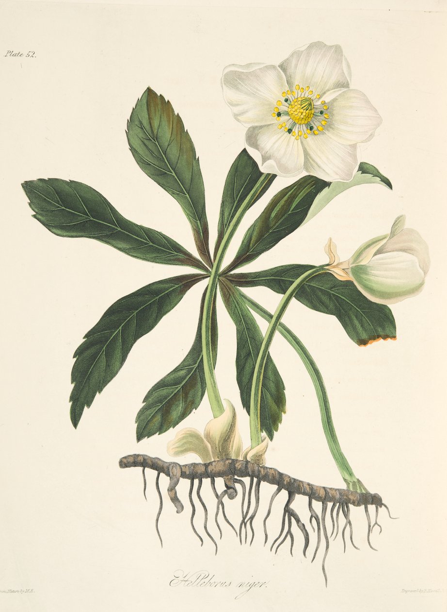 Black Hellebore or Christmas Rose, from Floral Illustrations of the Seasons, pub. 1829 by Margaret Roscoe