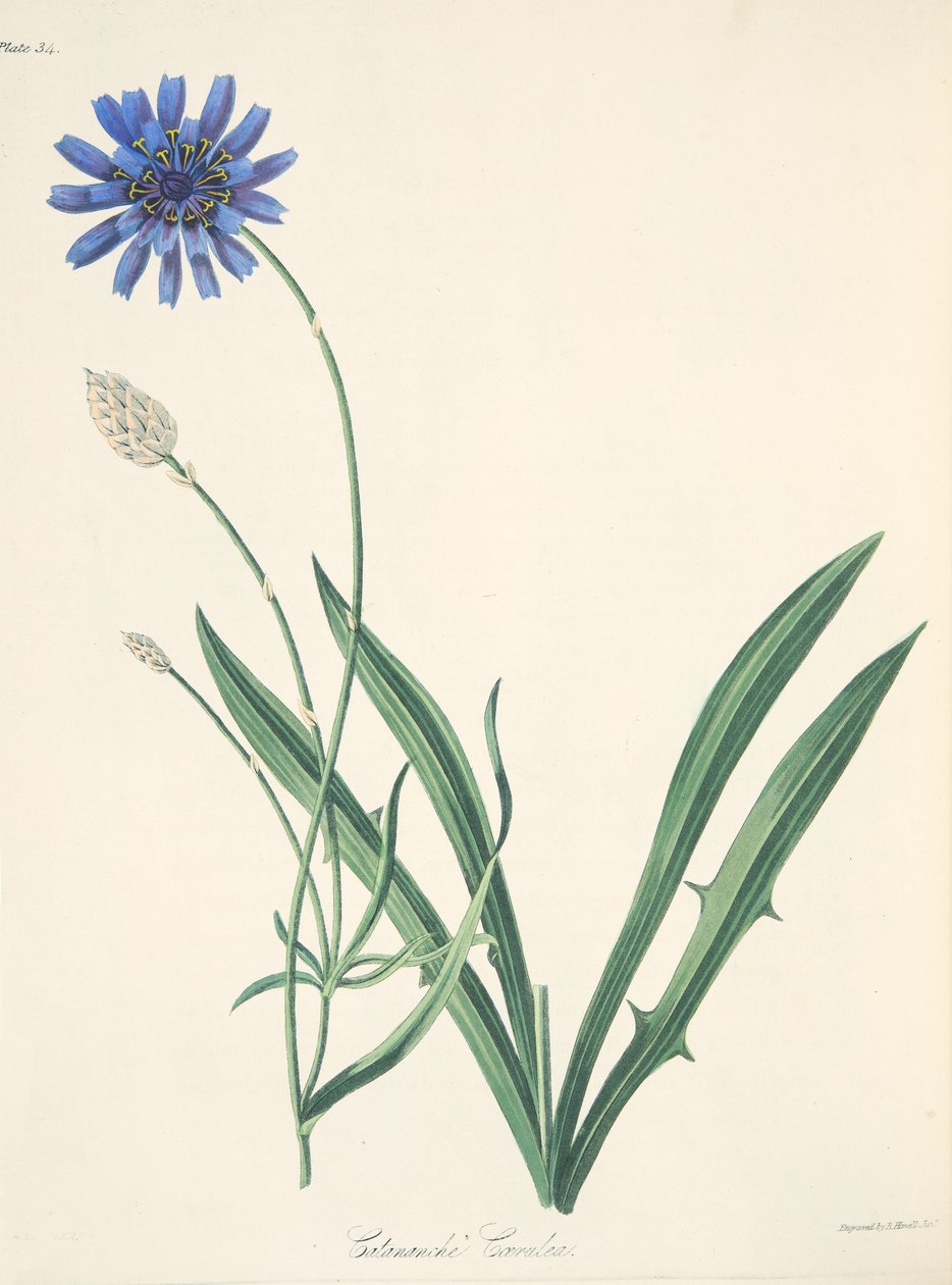 Blue Catananche, from Floral Illustrations of the Seasons by Margaret Roscoe
