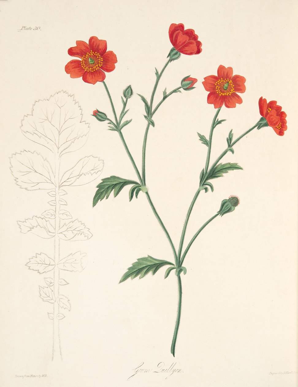 Chilean Avens, from Floral Illustrations of the Seasons by Margaret Roscoe
