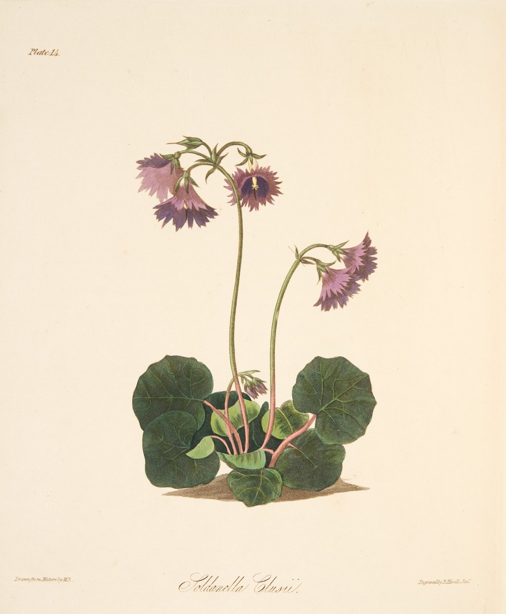 Clusius