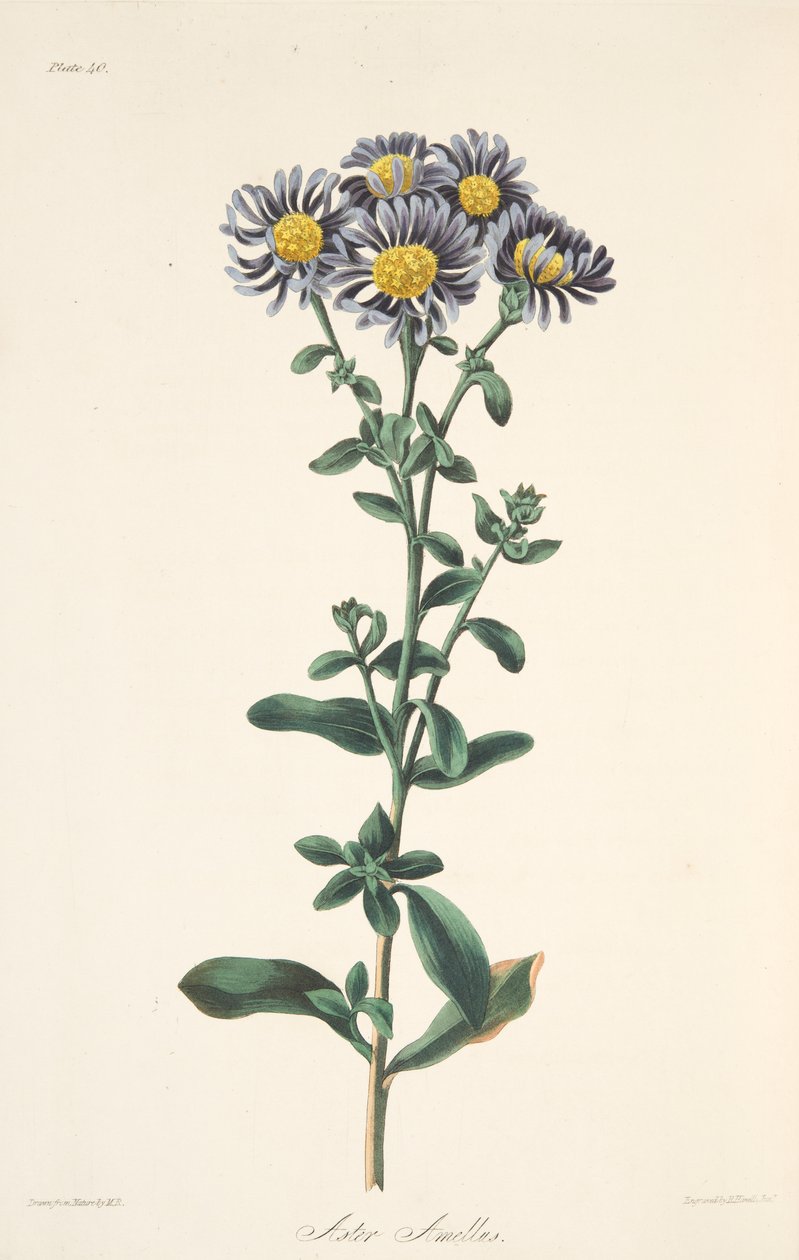 Italian Aster, from Floral Illustrations of the Seasons by Margaret Roscoe