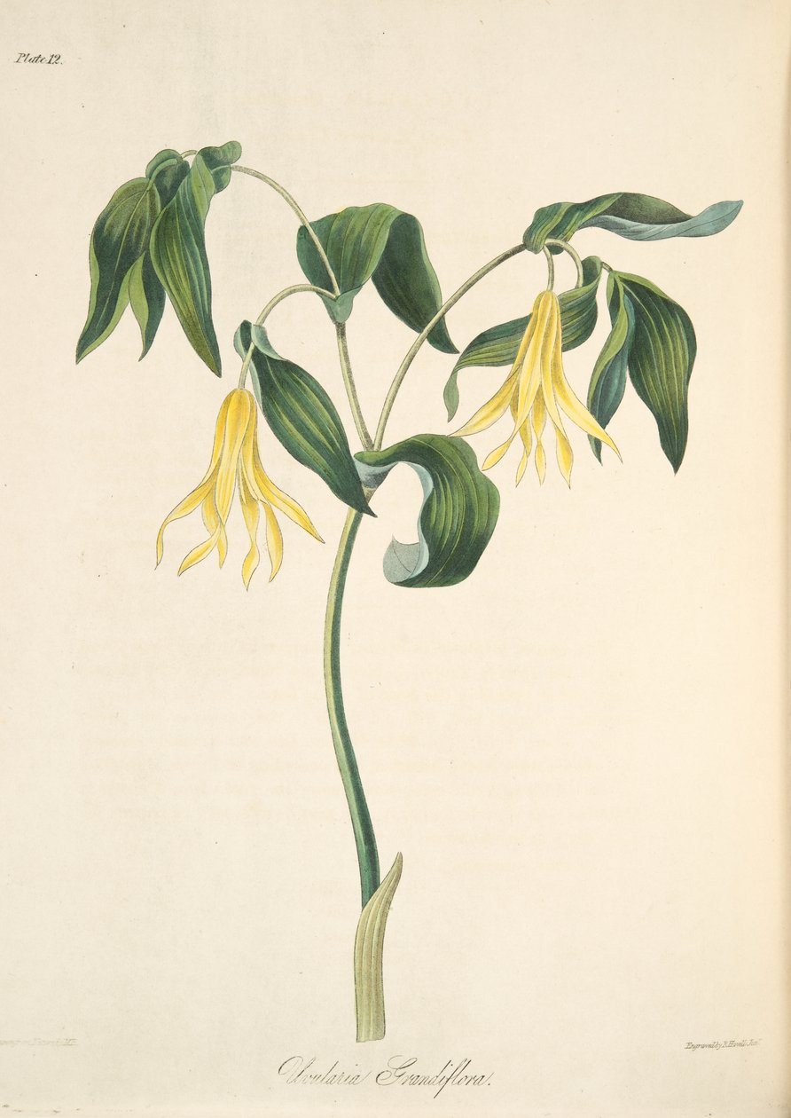 Large Flowered Bellwort, from Floral Illustrations of the Seasons, pub. 1829 by Margaret Roscoe
