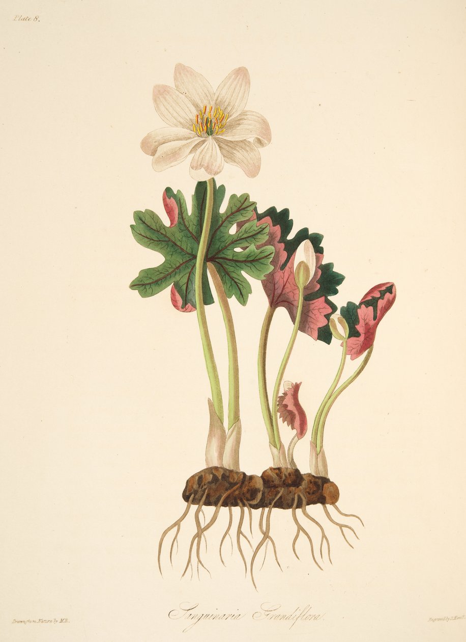 Large Flowered Bloodwort, from Floral Illustrations of the Seasons, pub. 1829 by Margaret Roscoe
