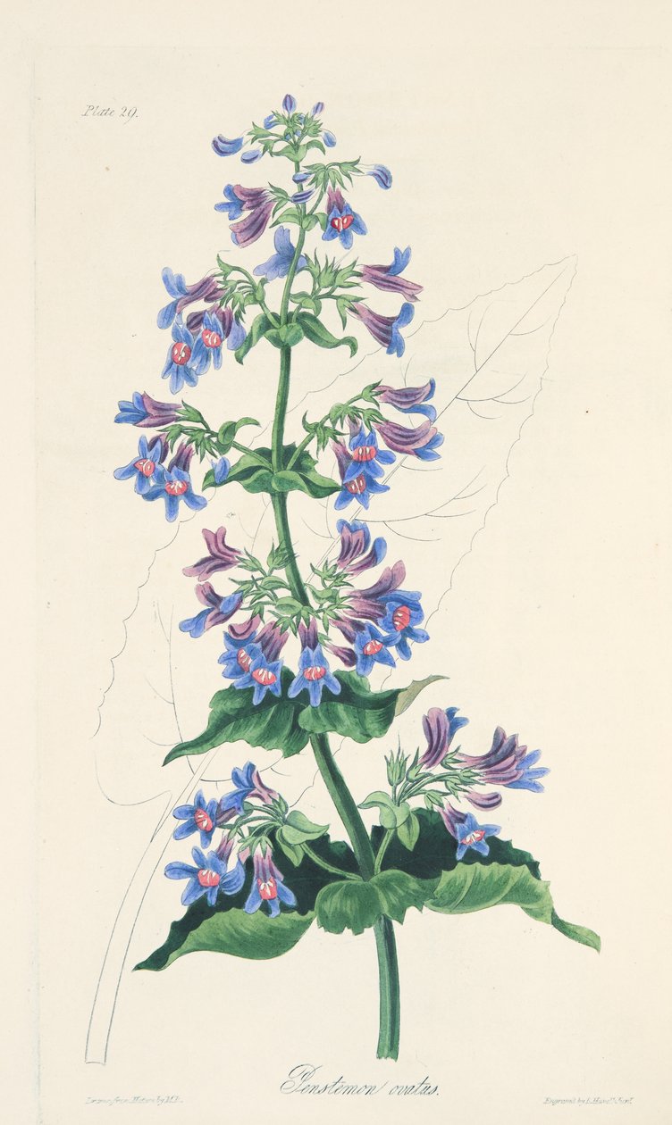 Ovate-leaved Penstemon, from Floral Illustrations of the Seasons by Margaret Roscoe