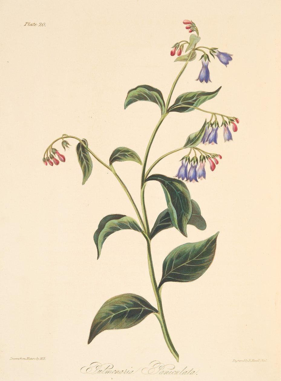 Panicled Lungwort, from Floral Illustrations of the Seasons, pub. 1829 by Margaret Roscoe