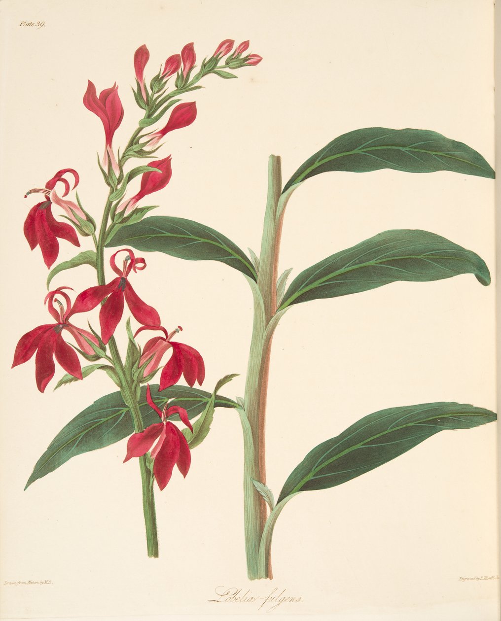 Refulgent Lobelia, from Floral Illustrations of the Seasons by Margaret Roscoe