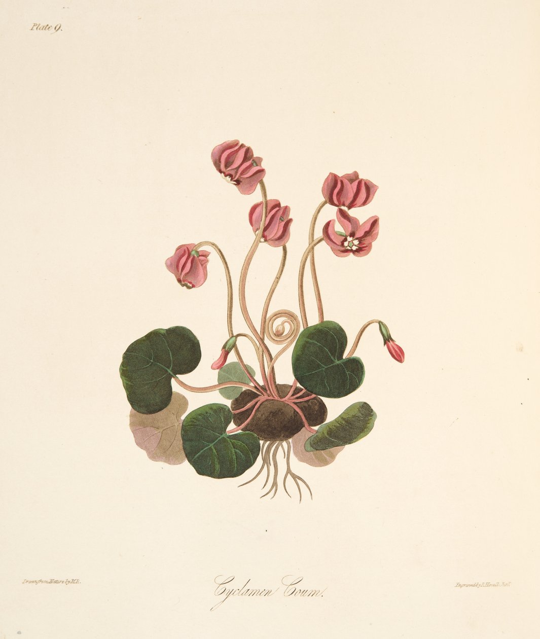 Round Leaved Cyclamen, from Floral Illustrations of the Seasons, pub. 1829 by Margaret Roscoe