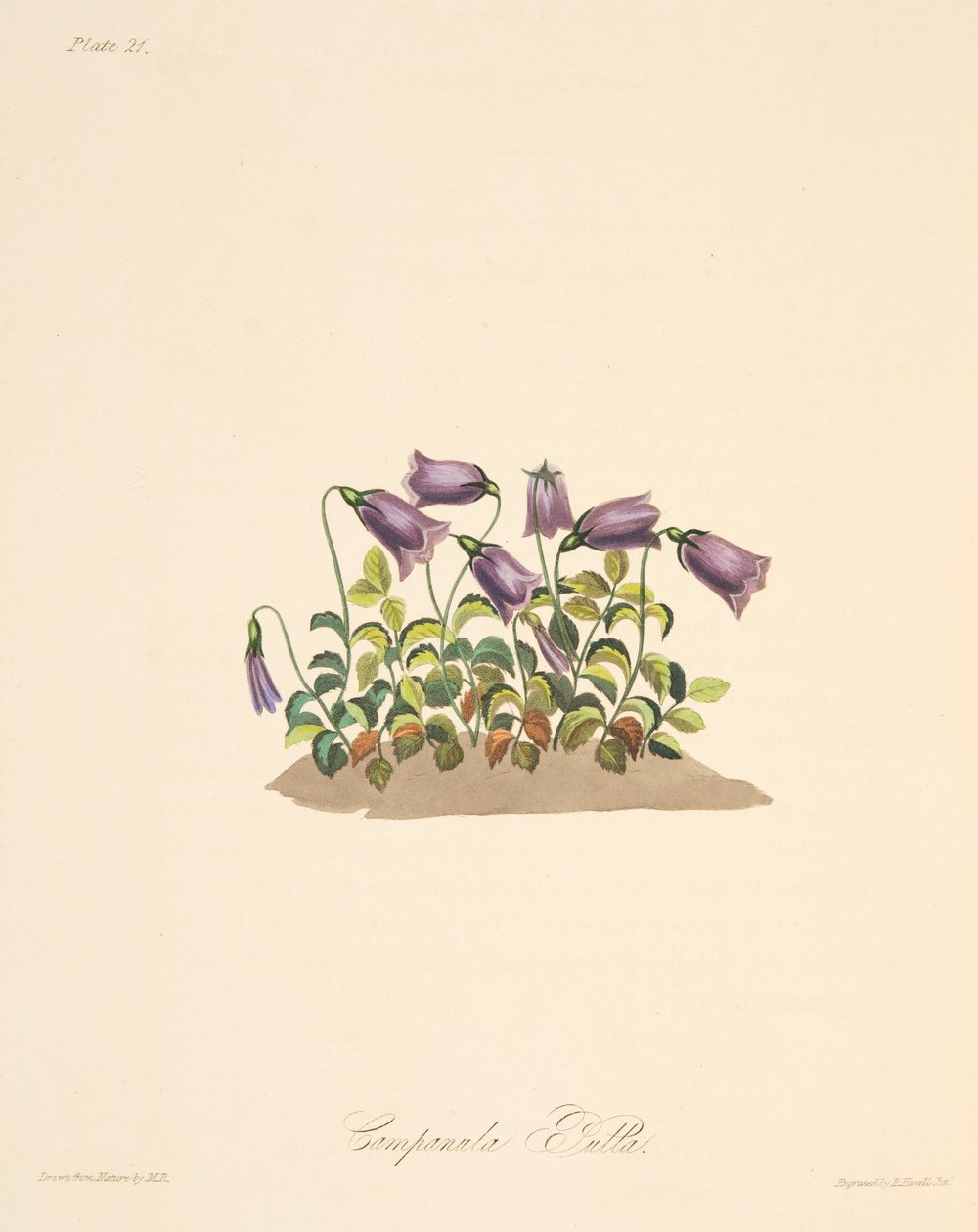 Russet Bell Flower, from Floral Illustrations of the Seasons, pub. 1829 by Margaret Roscoe