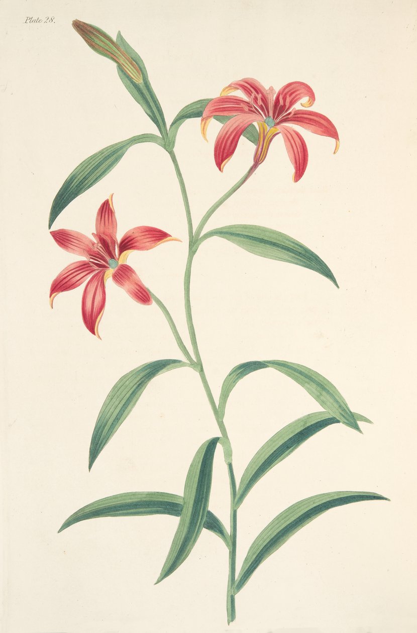 Self-coloured Chinese Lily, from Floral Illustrations of the Seasons by Margaret Roscoe