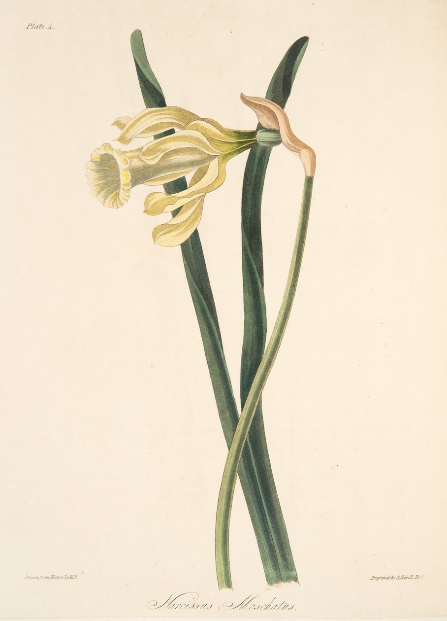 Spanish Daffodil, from Floral Illustrations of the Seasons, pub. 1829 by Margaret Roscoe