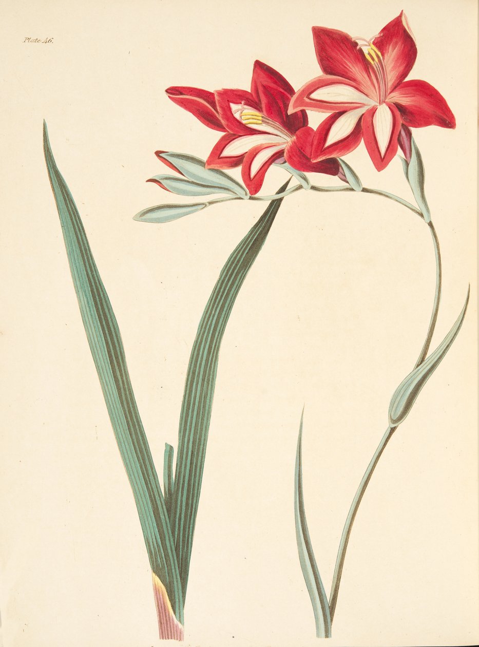 Superb Corn-Flag, from Floral Illustrations of the Seasons by Margaret Roscoe