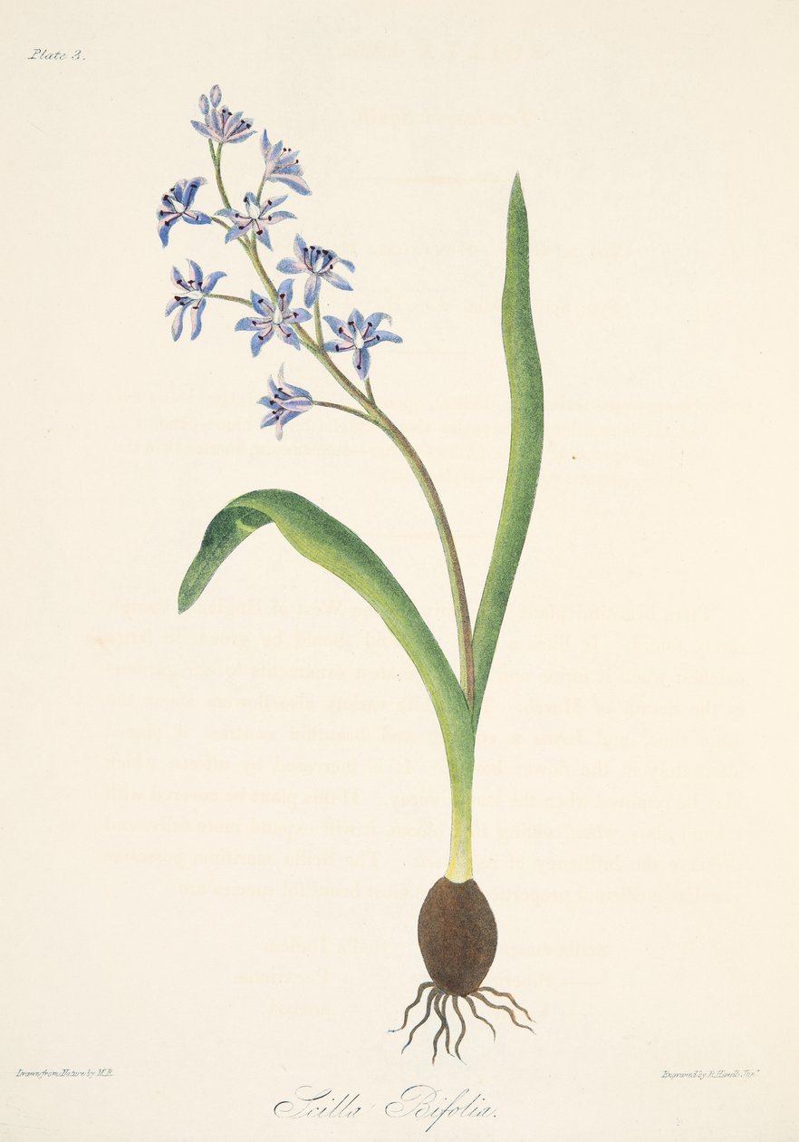 Two-leaved Squill, from Floral Illustrations of the Seasons, pub. 1829 by Margaret Roscoe