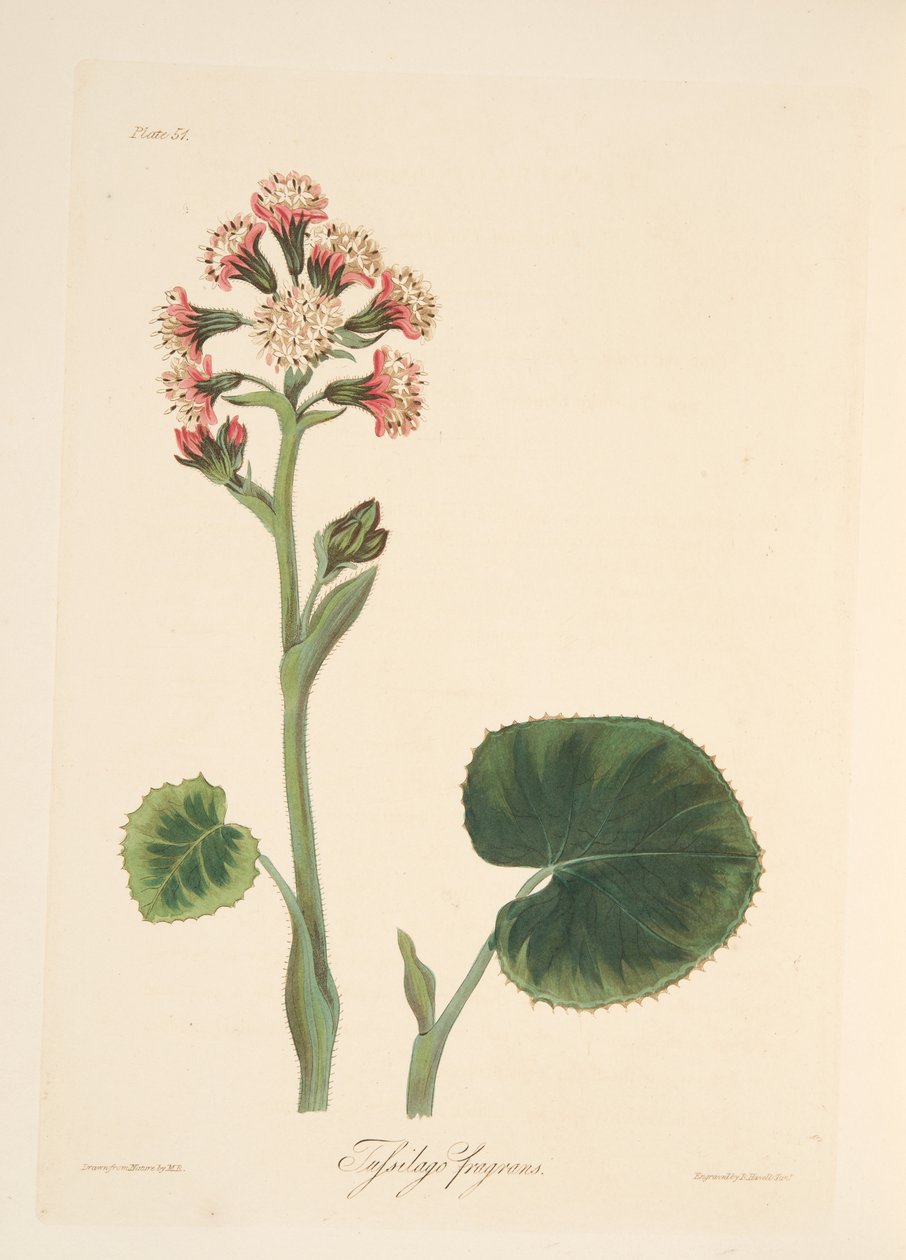 Winter Heliotrope, from Floral Illustrations of the Seasons, pub. 1829 by Margaret Roscoe