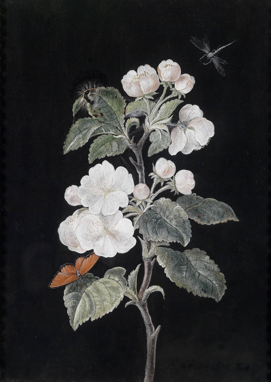 Apple Blossoms with Butterflies by Margaretha Barbara Dietzsch