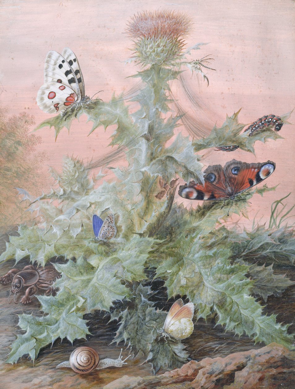 Insects Around a Thistle, 1700 by Margaretha Barbara Dietzsch