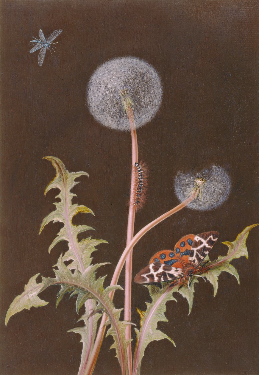 Dandelion (Taraxacum officinale) with Insects by Margaretha Barbara Dietzsch