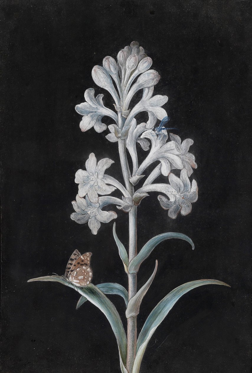 White Hyacinth with Insects by Margaretha Barbara Dietzsch