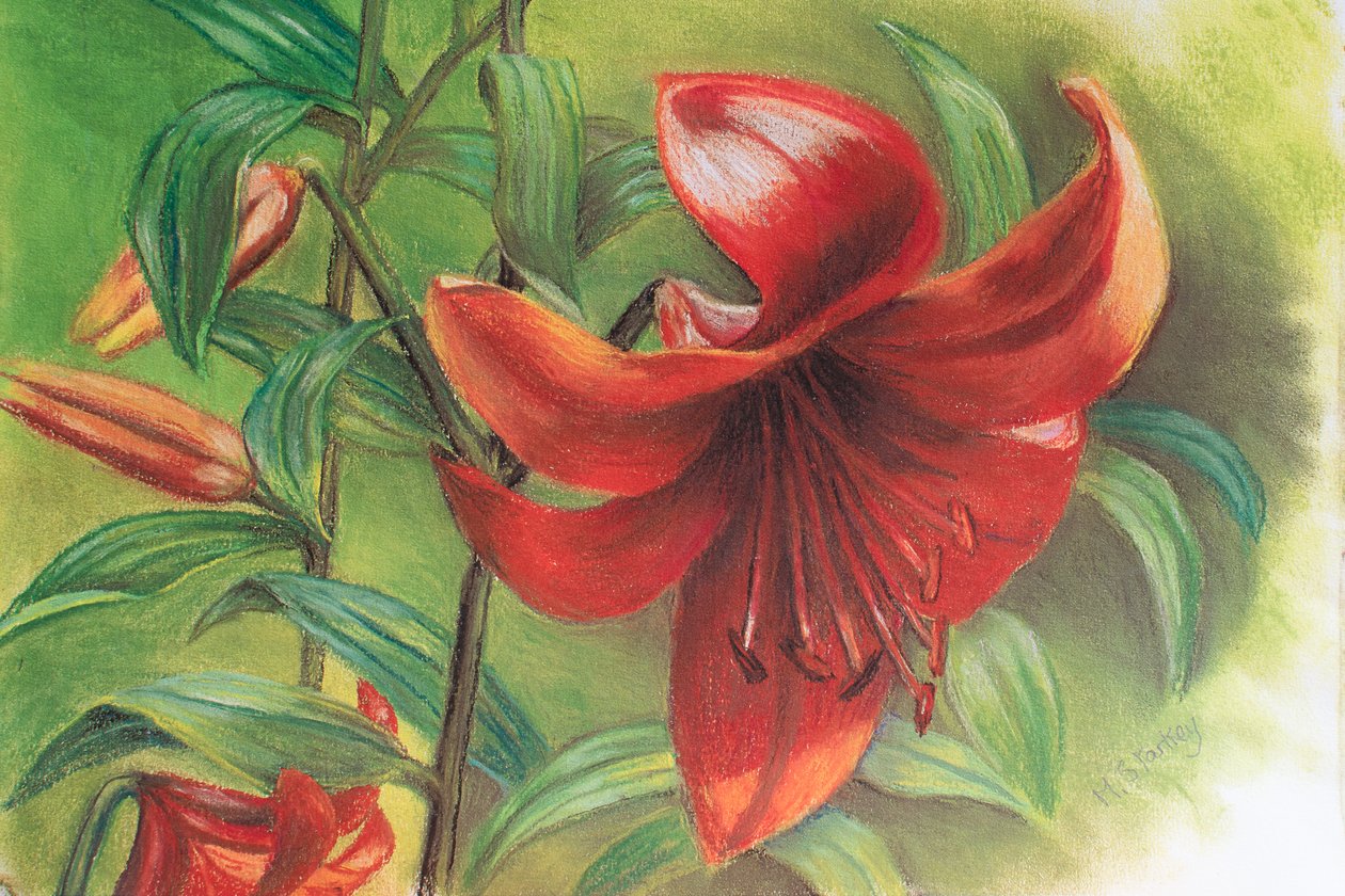 Lilium by Margo Starkey