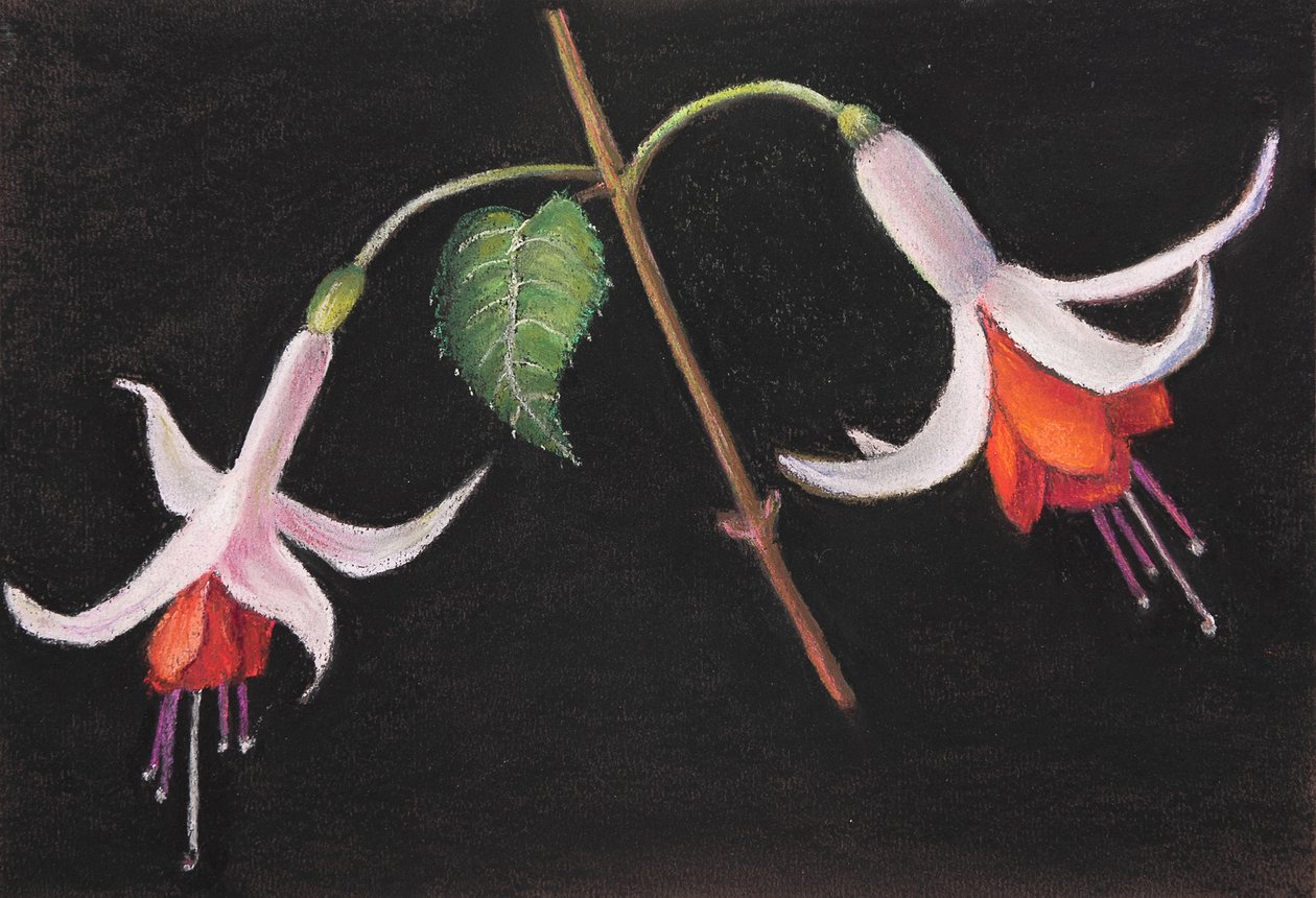 Fuchsias by Margo Starkey