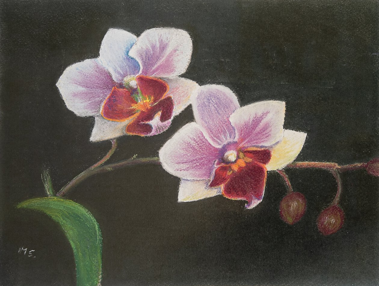 Orchid in My Bedroom by Margo Starkey
