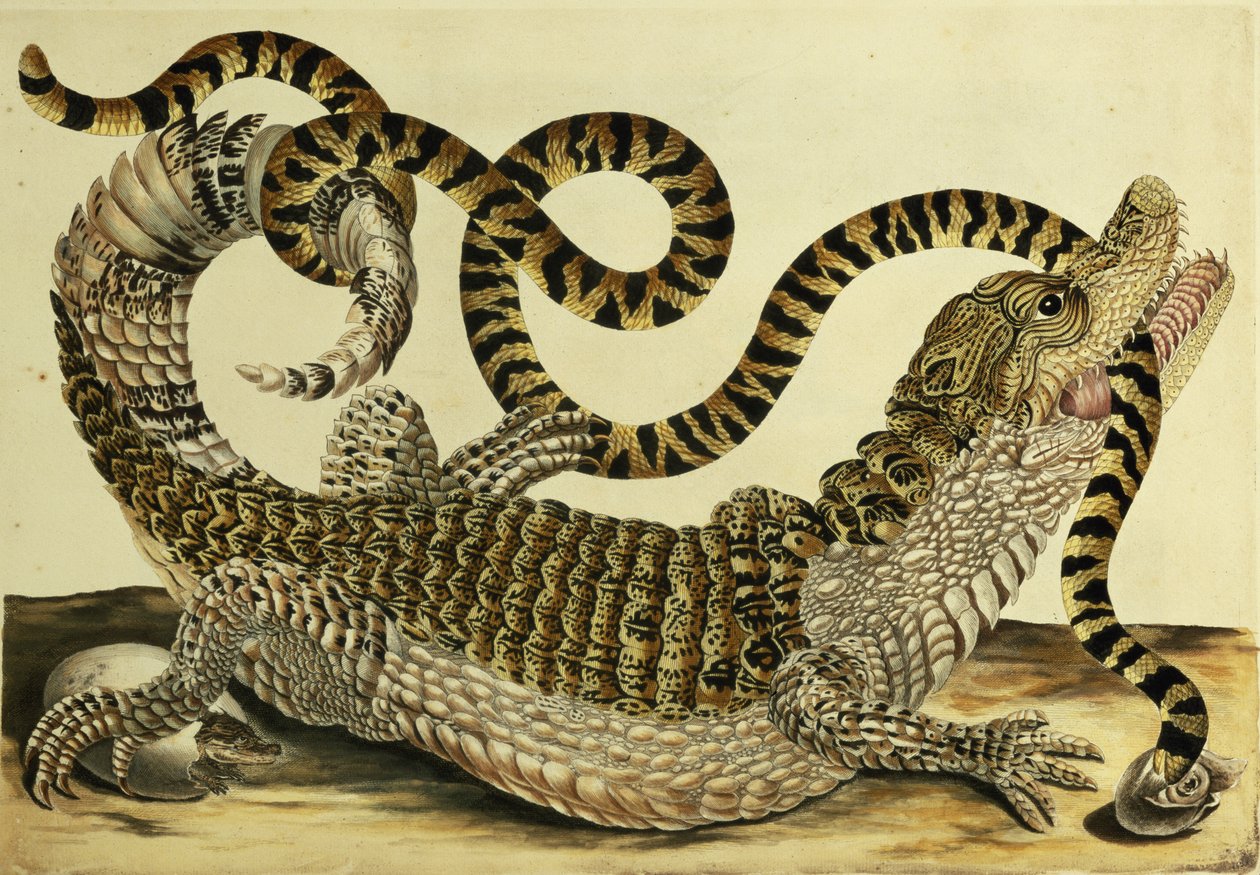 Alligator and Snake by Maria Sibylla Merian