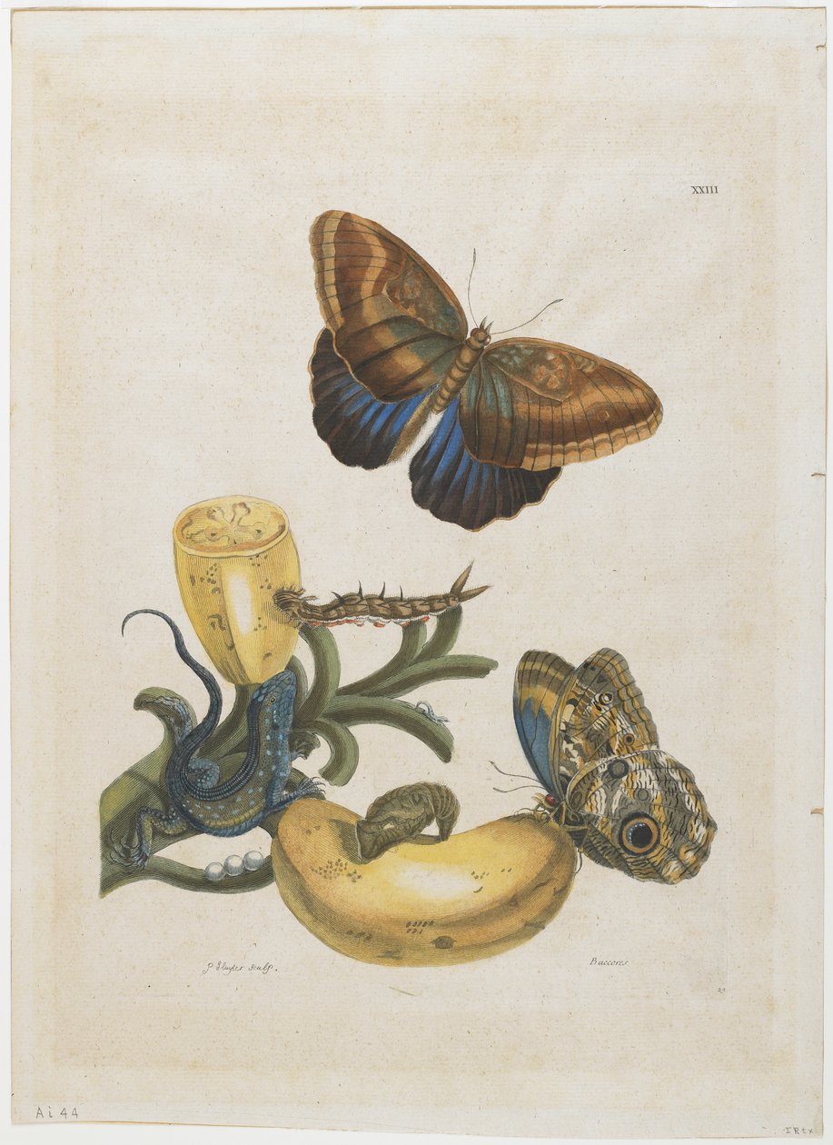 Bananas and Blue Lizard, 1705-71 by Maria Sibylla Merian