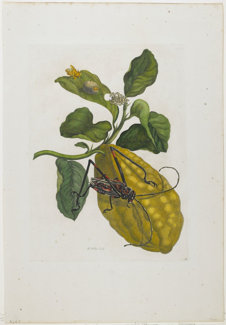 Citrus Fruit and Beetle by Maria Sibylla Merian