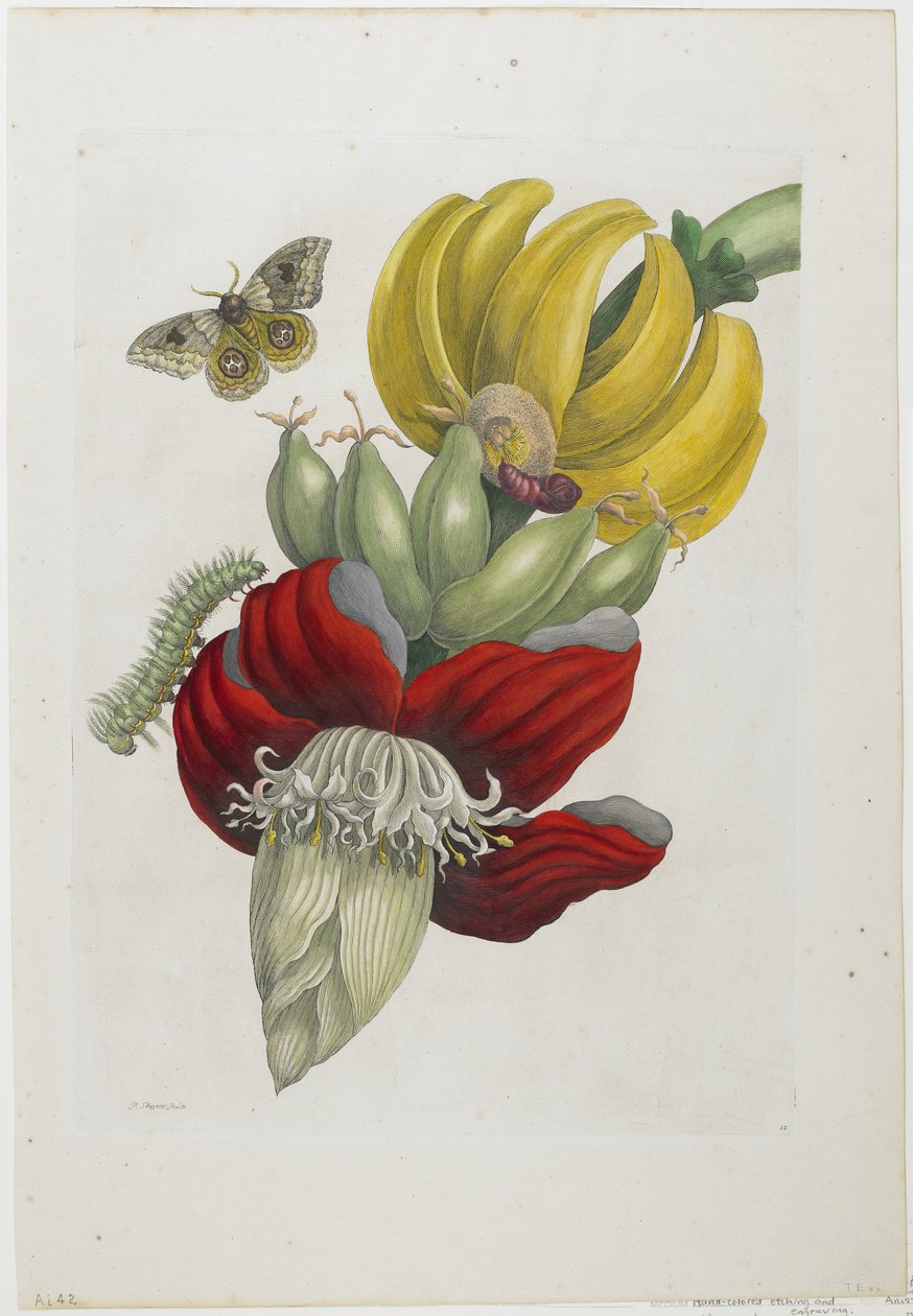 Inflorescence of Banana, 1705 by Maria Sibylla Merian