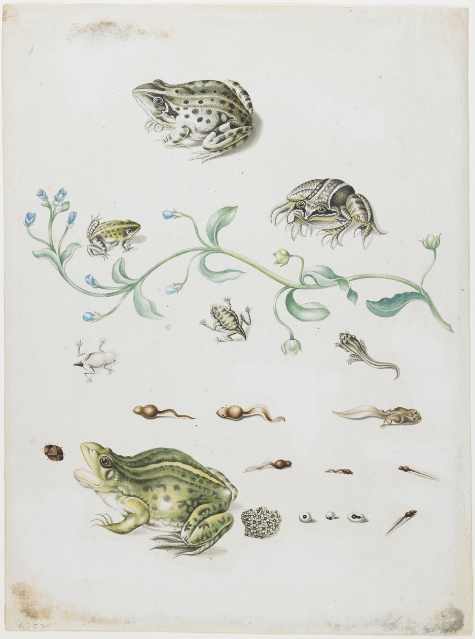 Metamorphosis of a Frog and Blue Flower by Maria Sibylla Merian