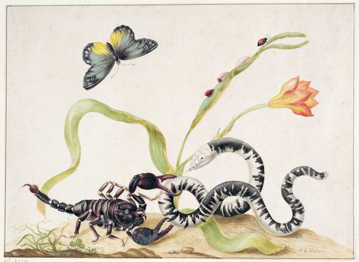 Scorpion and Snake by Maria Sibylla Merian