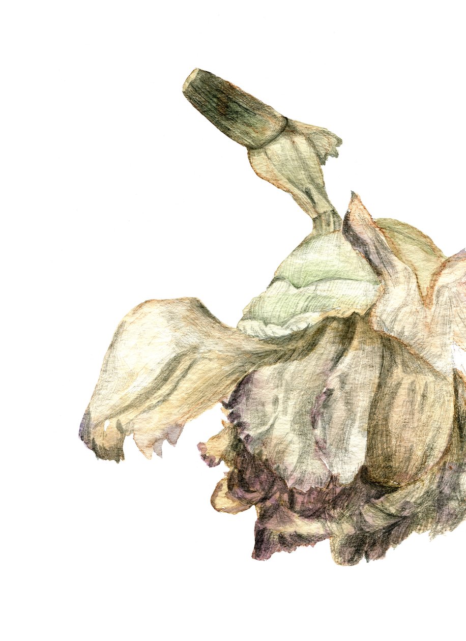 Carnation Flower by Maria Basea