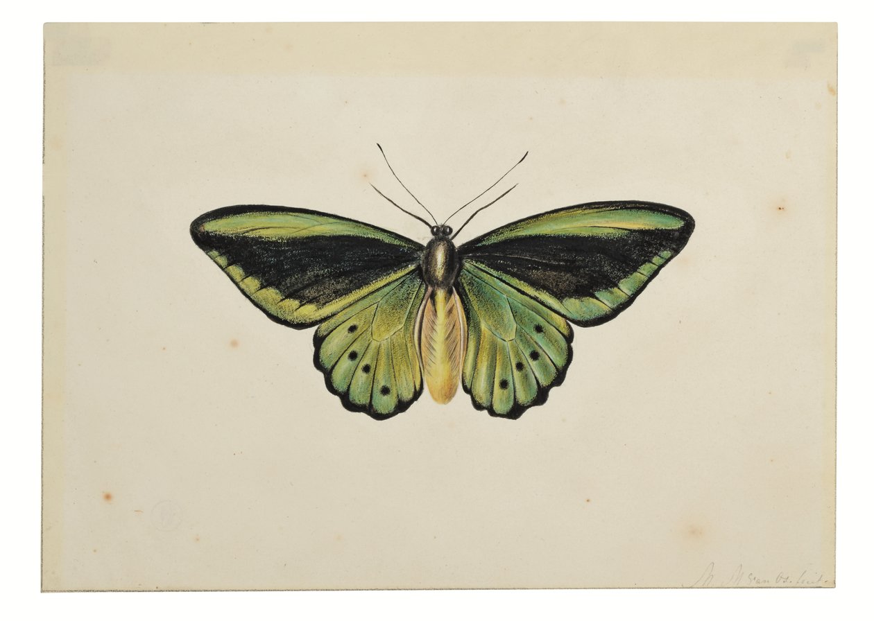 Butterfly, Common Green Birdwing (Ornithoptera priamus) by Maria Margaretha van Os