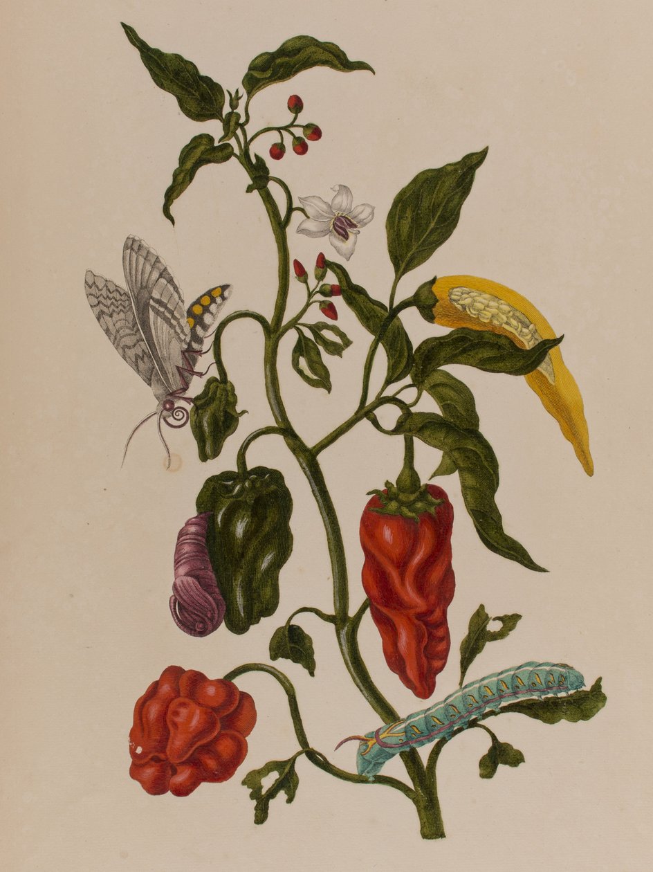Illustration from 