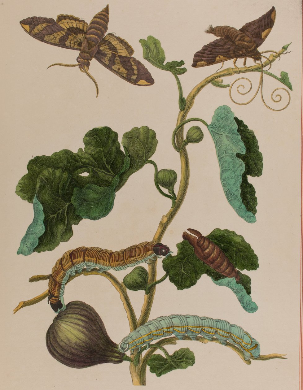 Illustration from 
