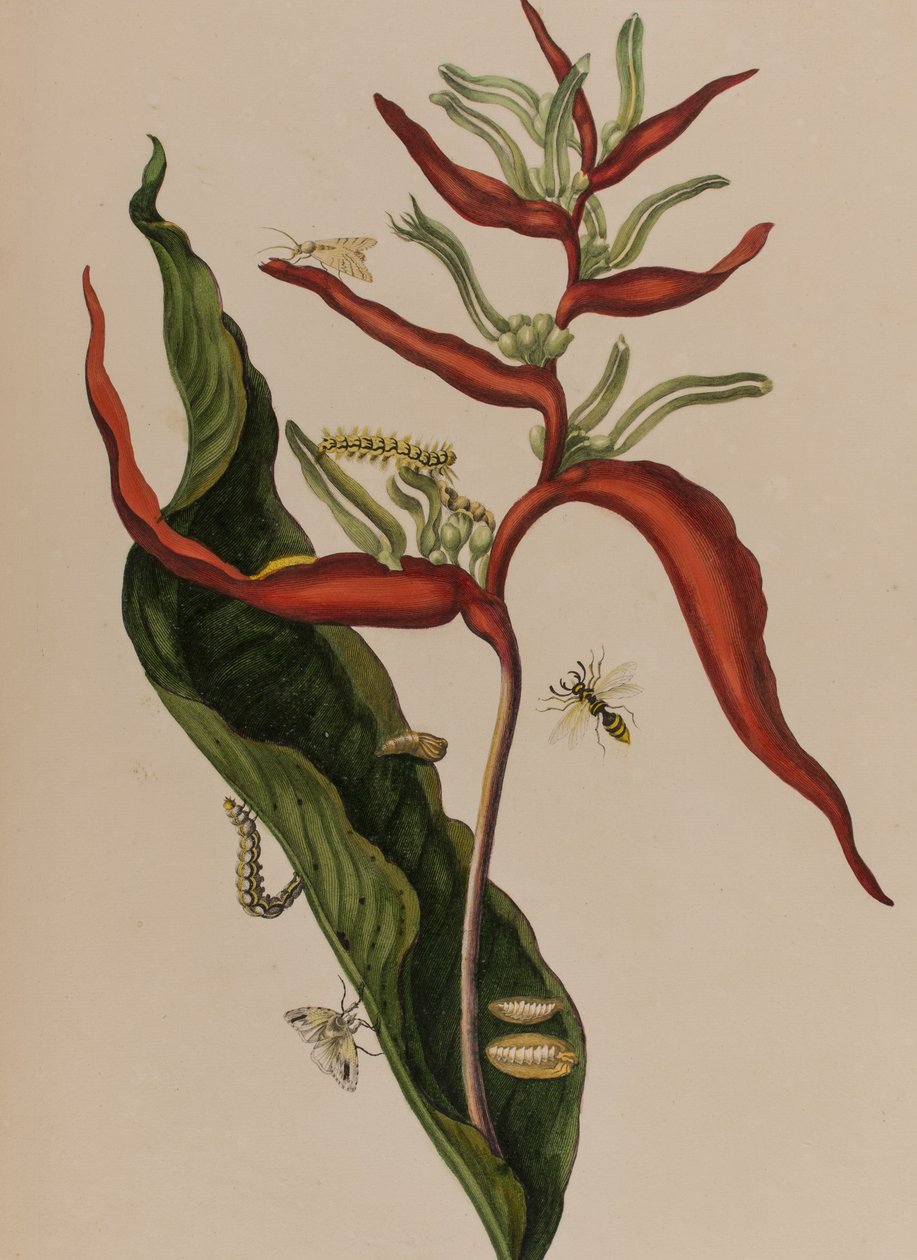 Illustration from 