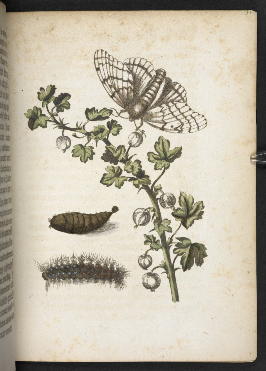 Caterpillar, cocoon and butterfly, from 