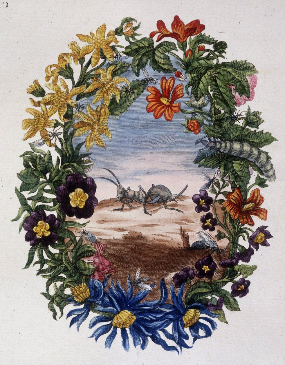 Ant - by Maria Sibylla Merian by Maria Sibylla Merian