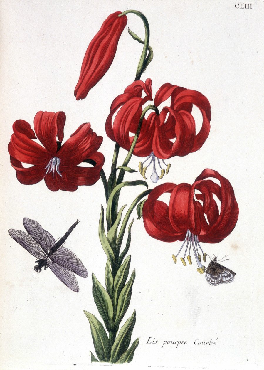 Purple Lily - in 