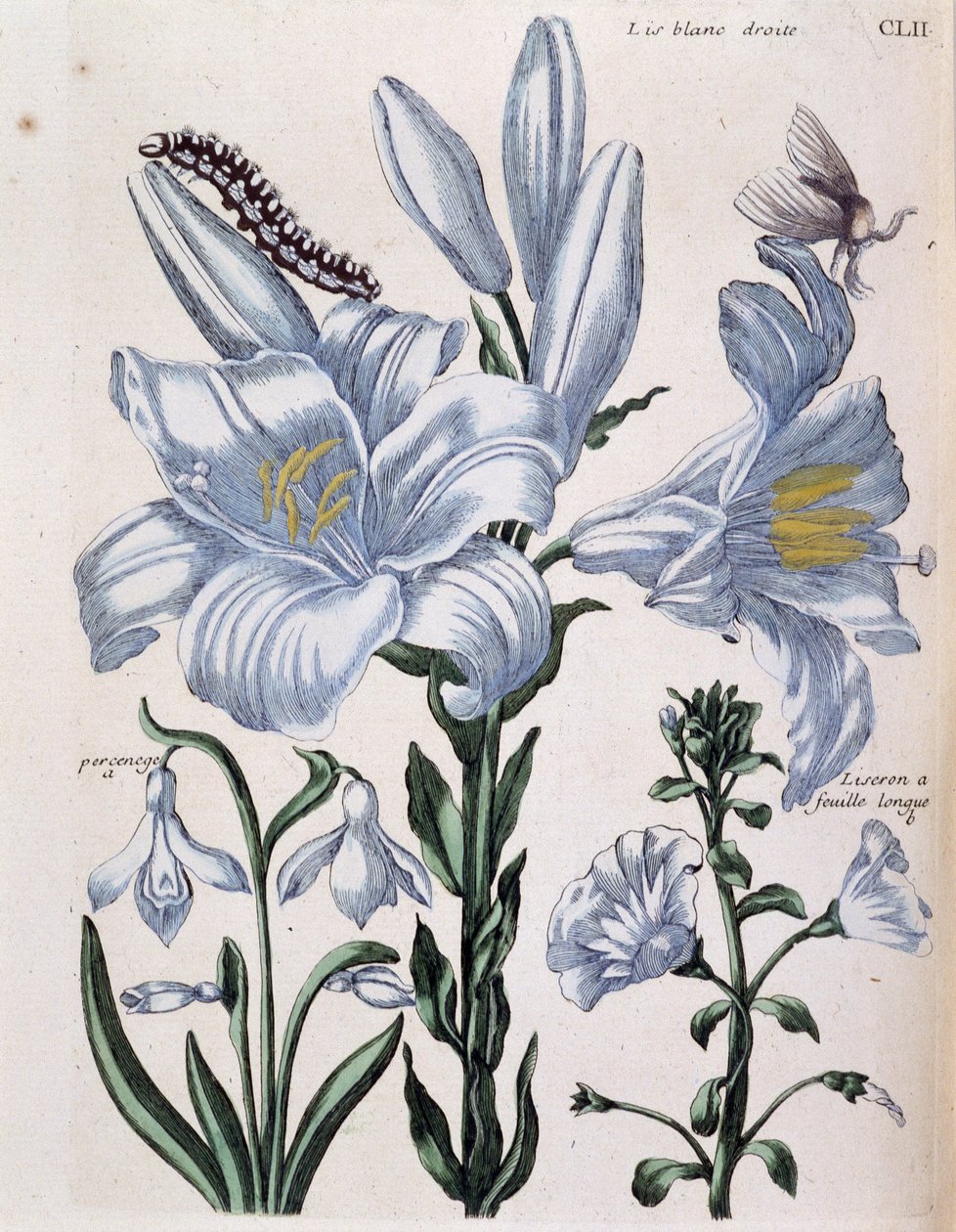 Lys (Lily) white right and long-leaf edge - in Histoire Générale des Insects de Surinam et de Toute l