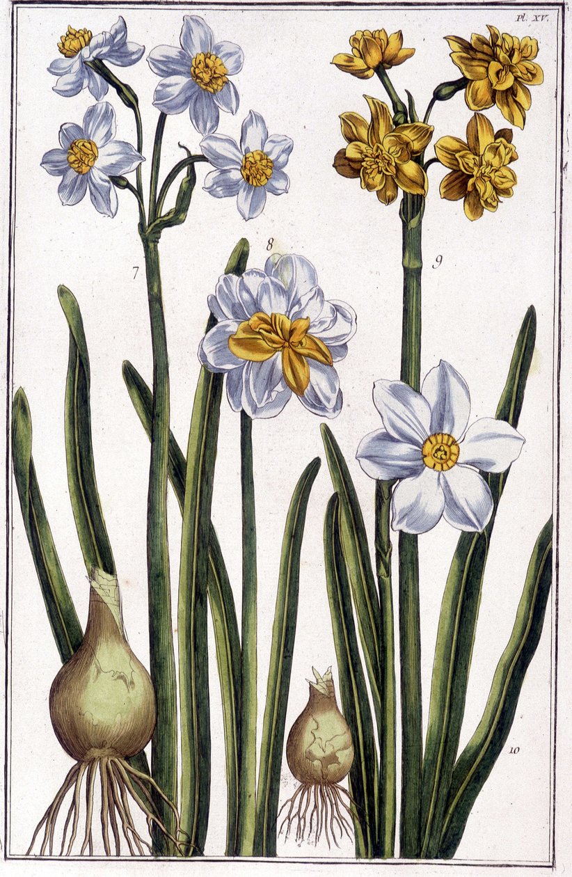 Narcissus - in Histoire Générale des Insects de Surinam et de Toute l