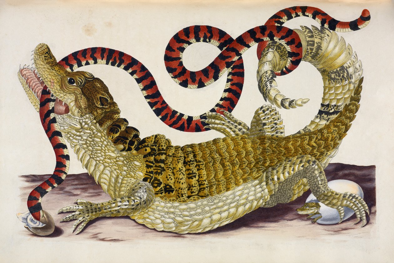 Surinam Caiman Protecting Her Hatchlings from a Coral Snake by Maria Sibylla Merian