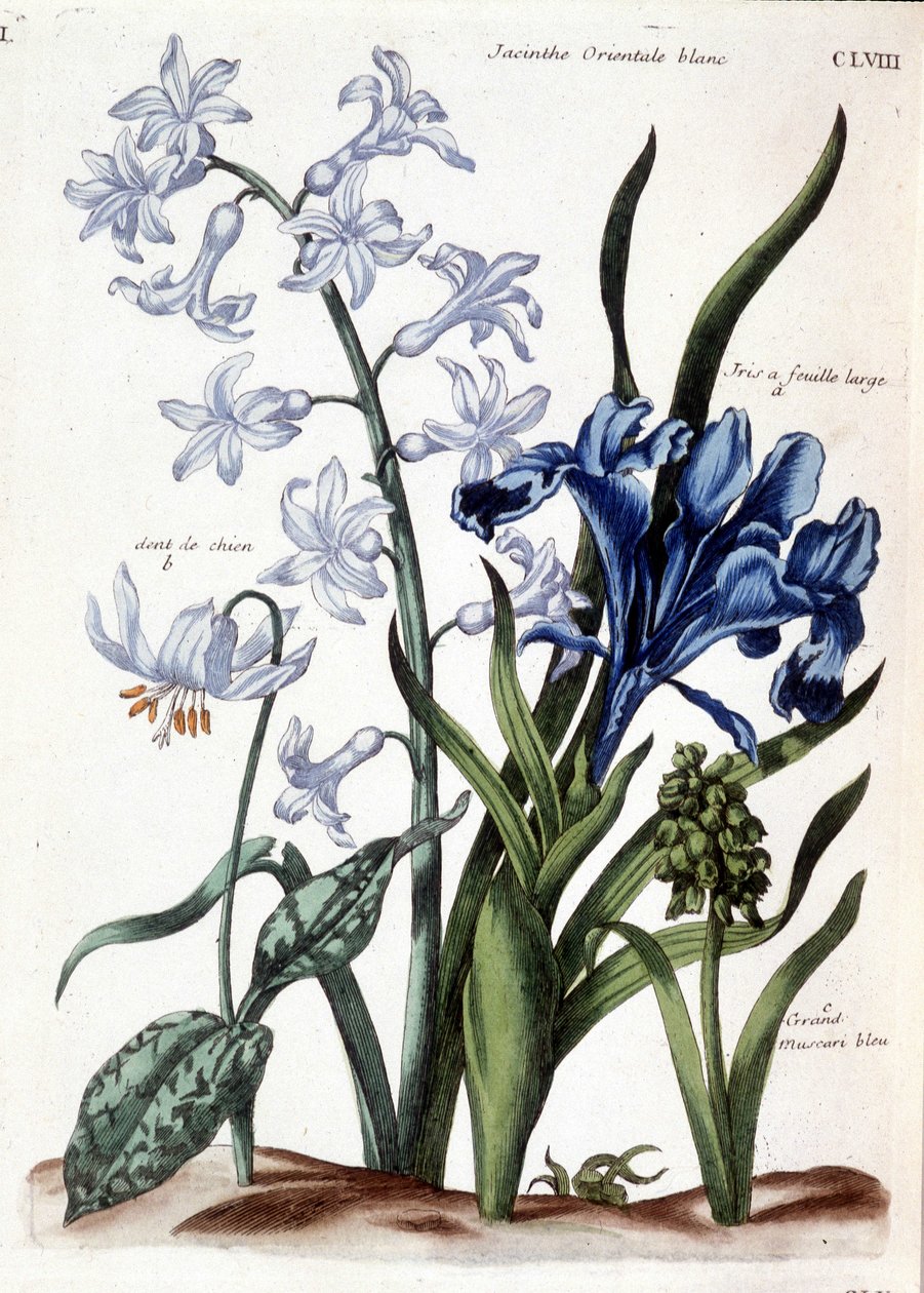 White Oriental Hyacinth, Large Leaf Iris, Dog Tooth, Large Blue Muscari - in 