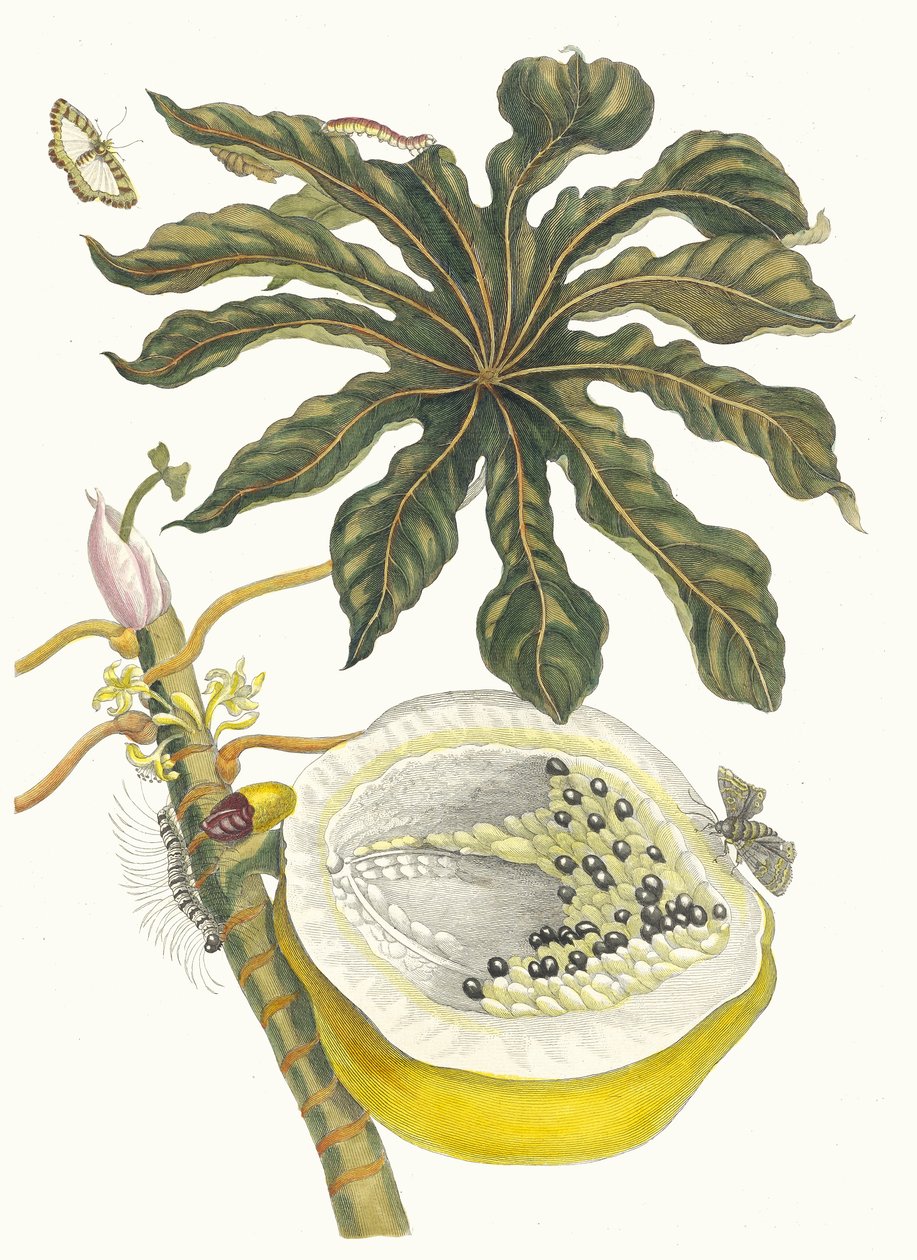 Carica papaya. From the Book Metamorphosis insectorum Surinamensium by Maria Sibylla Merian