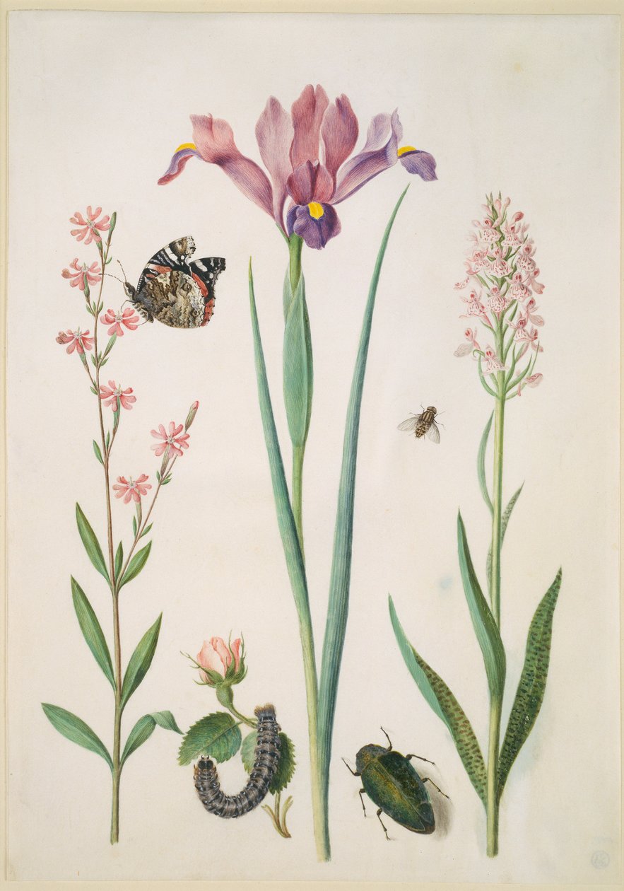 Catchfly with Admiral, Rose with Fox Moth, Iris, Hoverfly, Jewel Beetle and Orchid by Maria Sibylla Merian