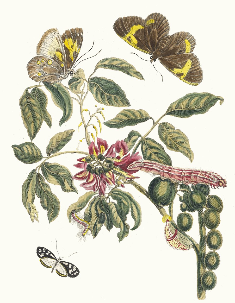 Coronilla Americana Arborescens. From the Book Metamorphosis insectorum Surinamensium, 1705 by Maria Sibylla Merian