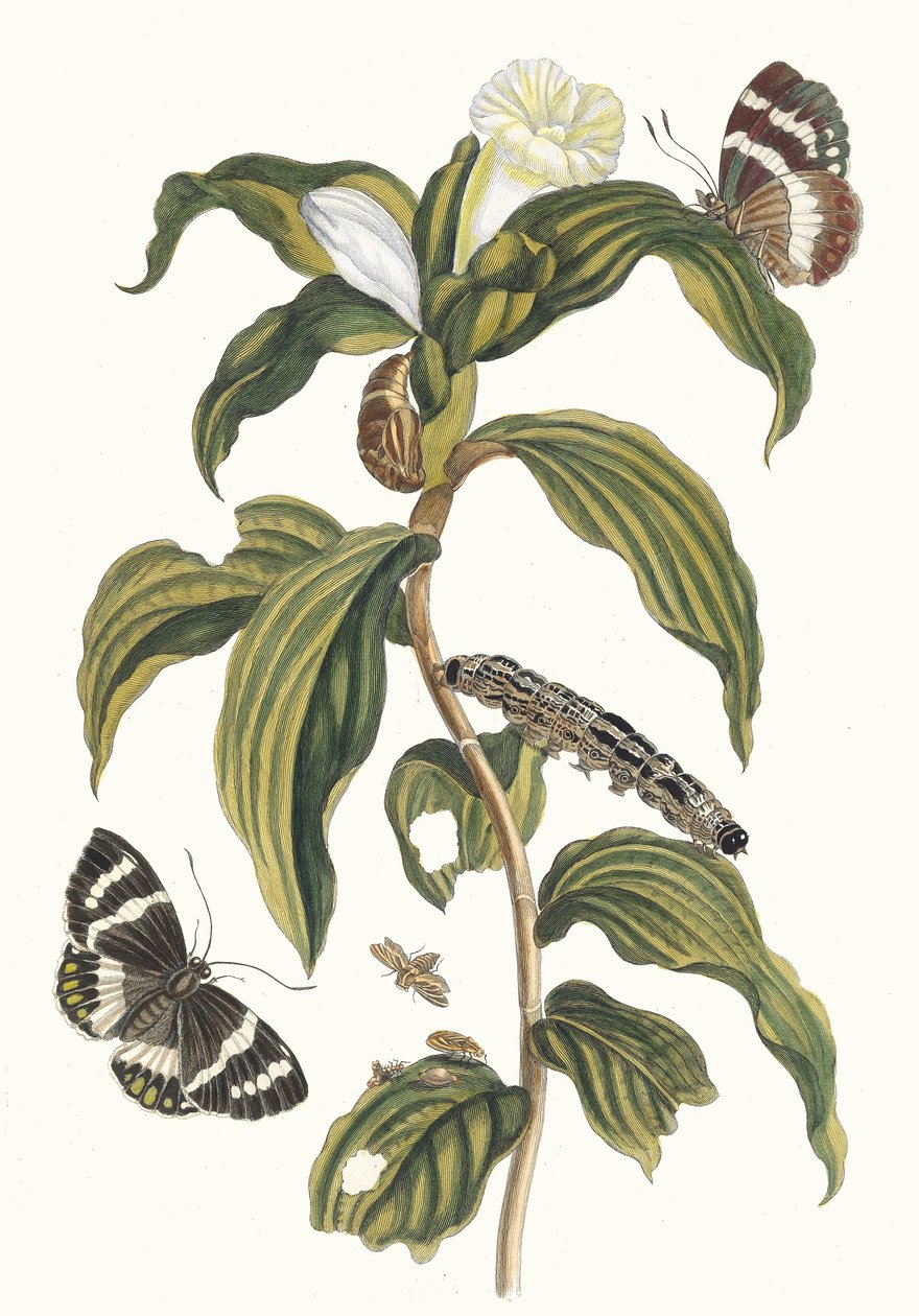 Costus Arabicus from the Book Metamorphosis Insectorum Surinamensium by Maria Sibylla Merian